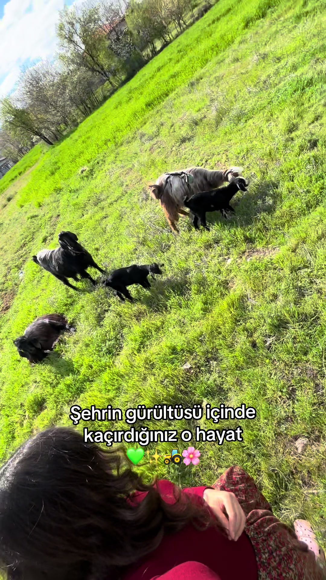 @Ayşe ece