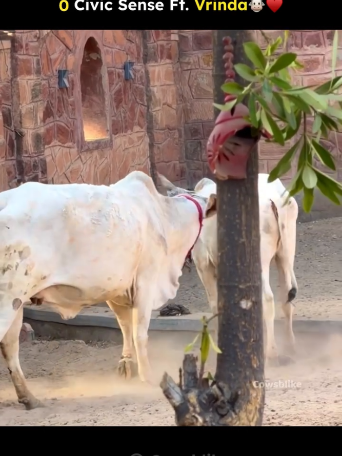 @cows_b_like