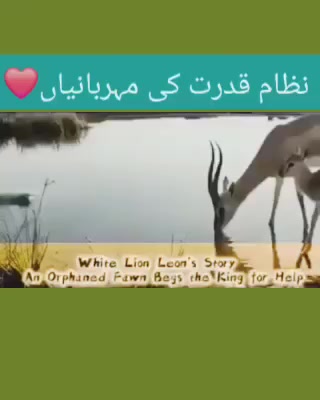 @Alinaqvi110🦅