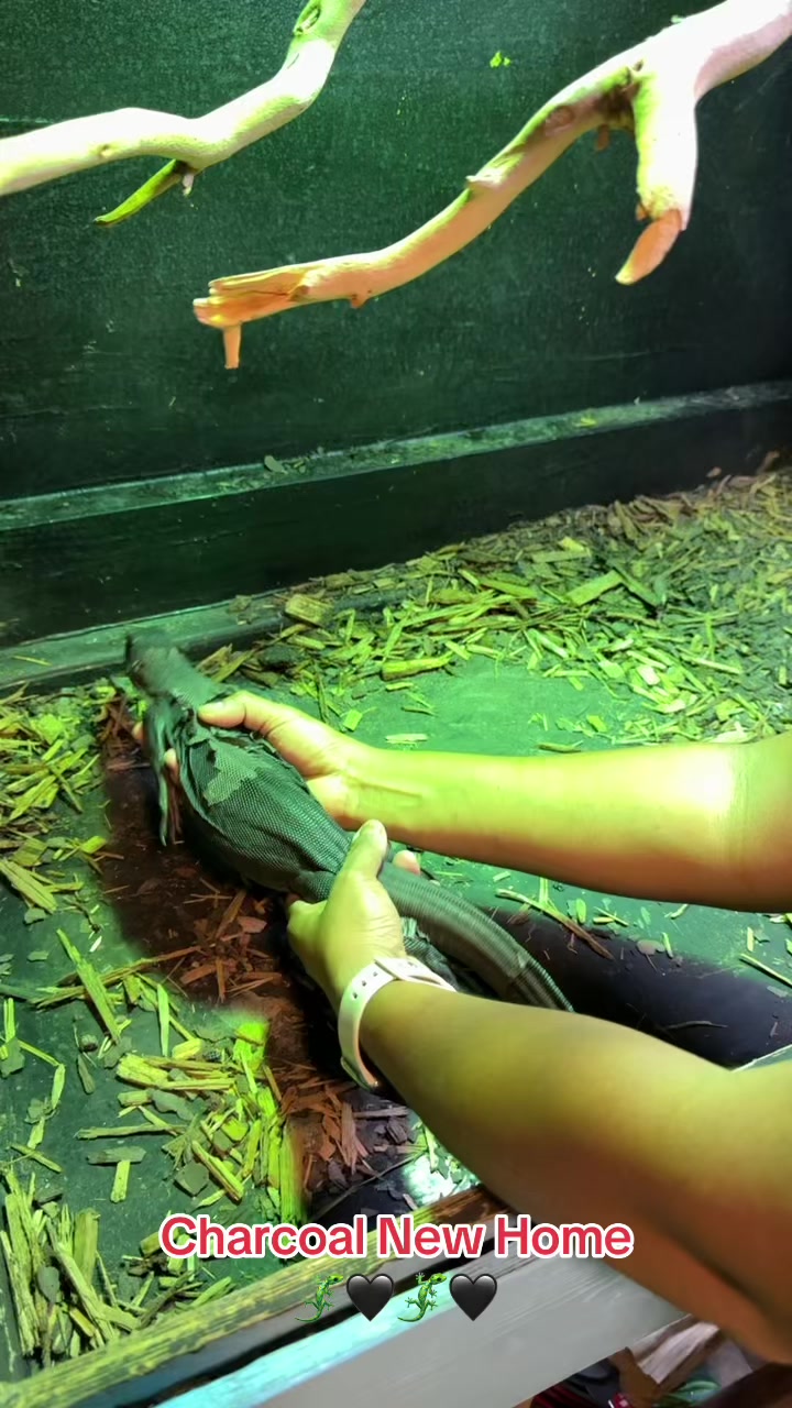 @Exotic Reptiles Viva La Raza