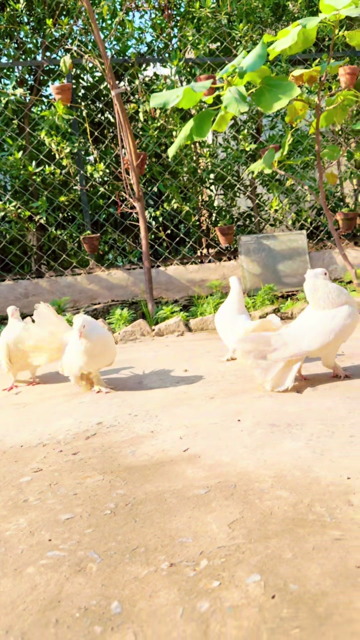 @SH Farm