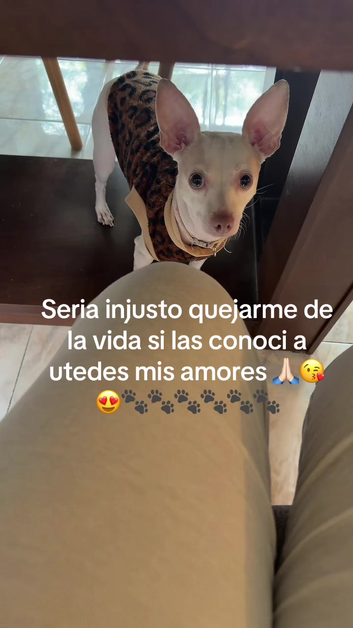 @ChannelyLuna🐕🐩