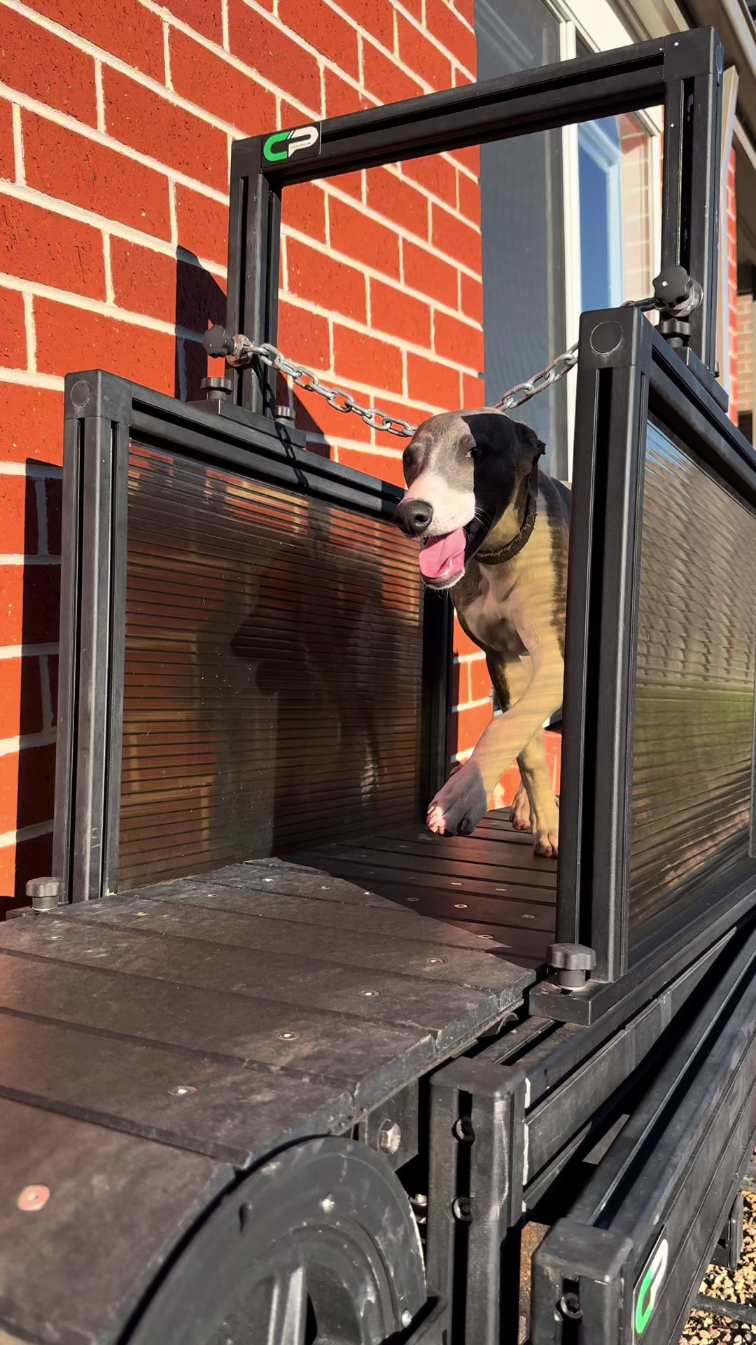 @chaseprodogtreadmills