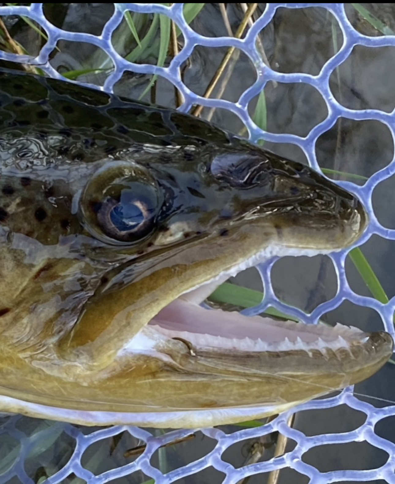 @FlyFishDelawhere