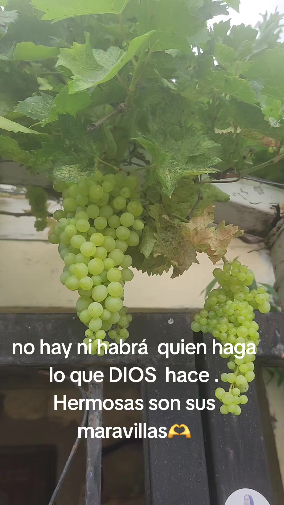 @Alma González