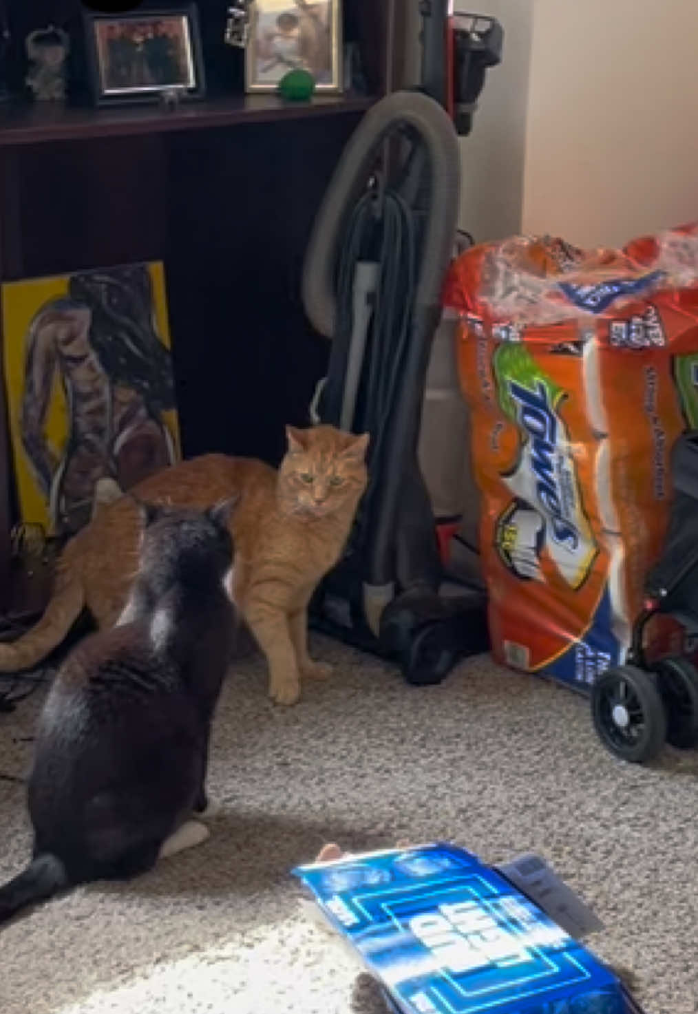 @Pablo & Luigi 🐾