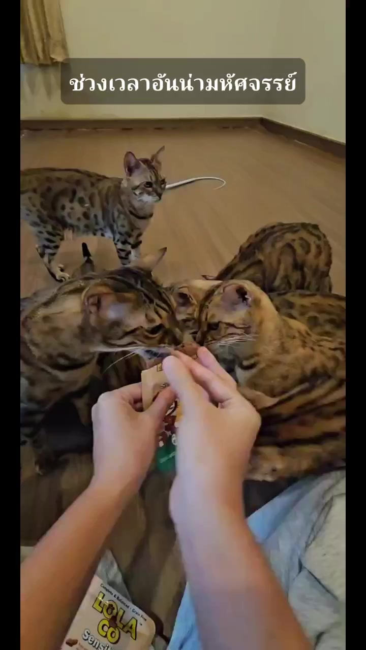 @layjudfamily🐾🐱