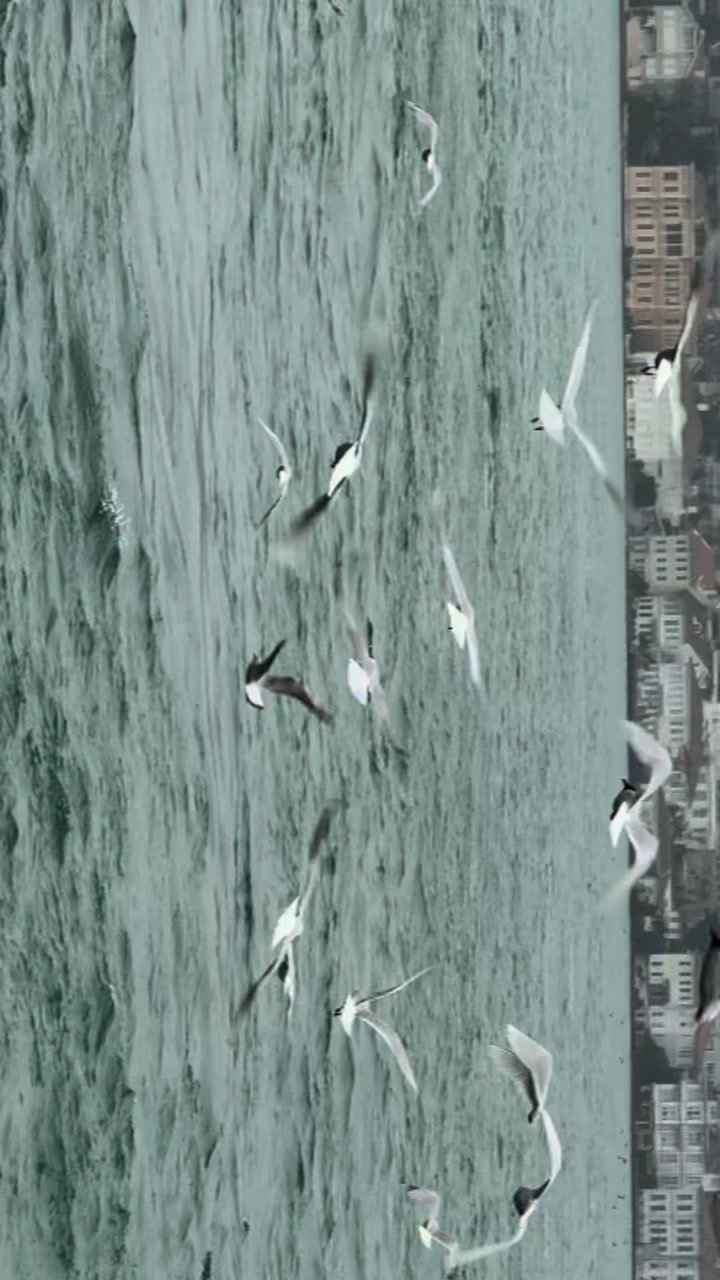 @Song&uuml;l haydarpaşa