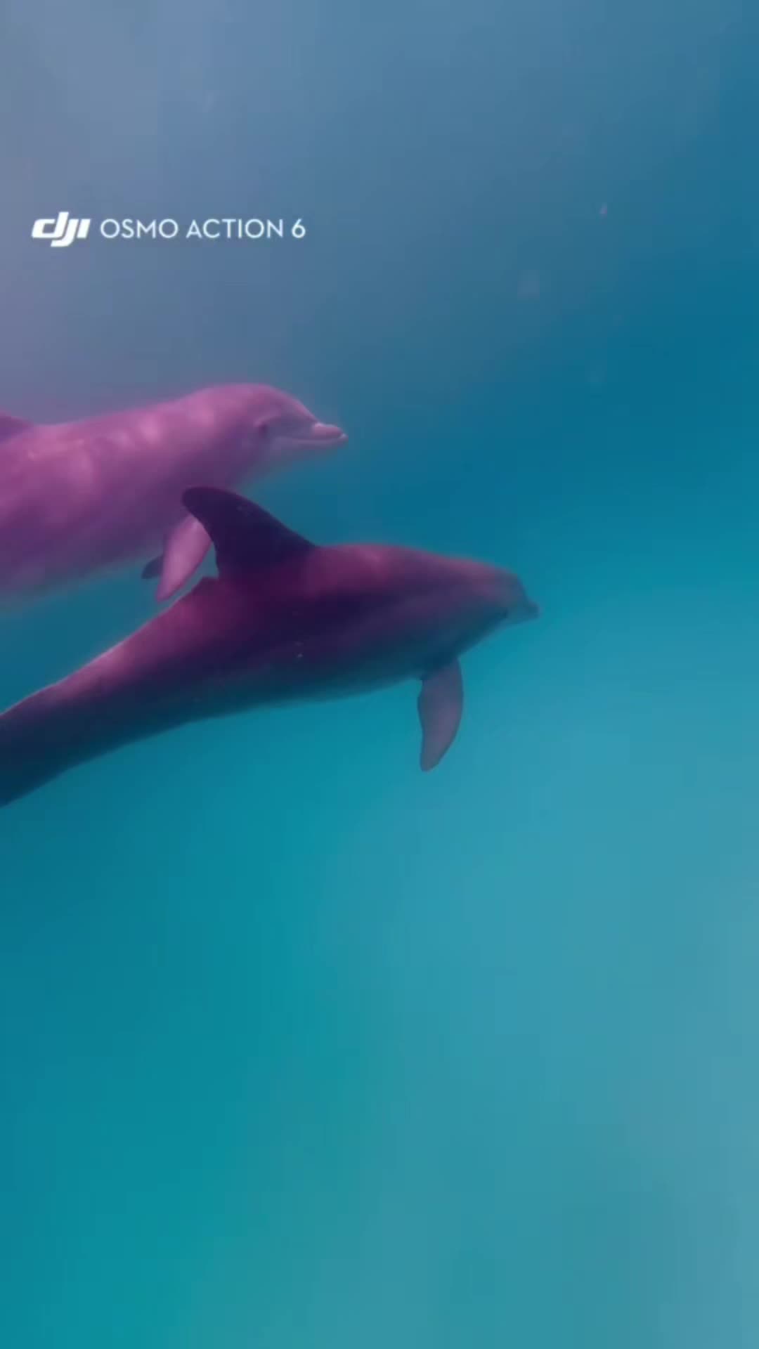 @Shell Island Dolphin Tours 🐬