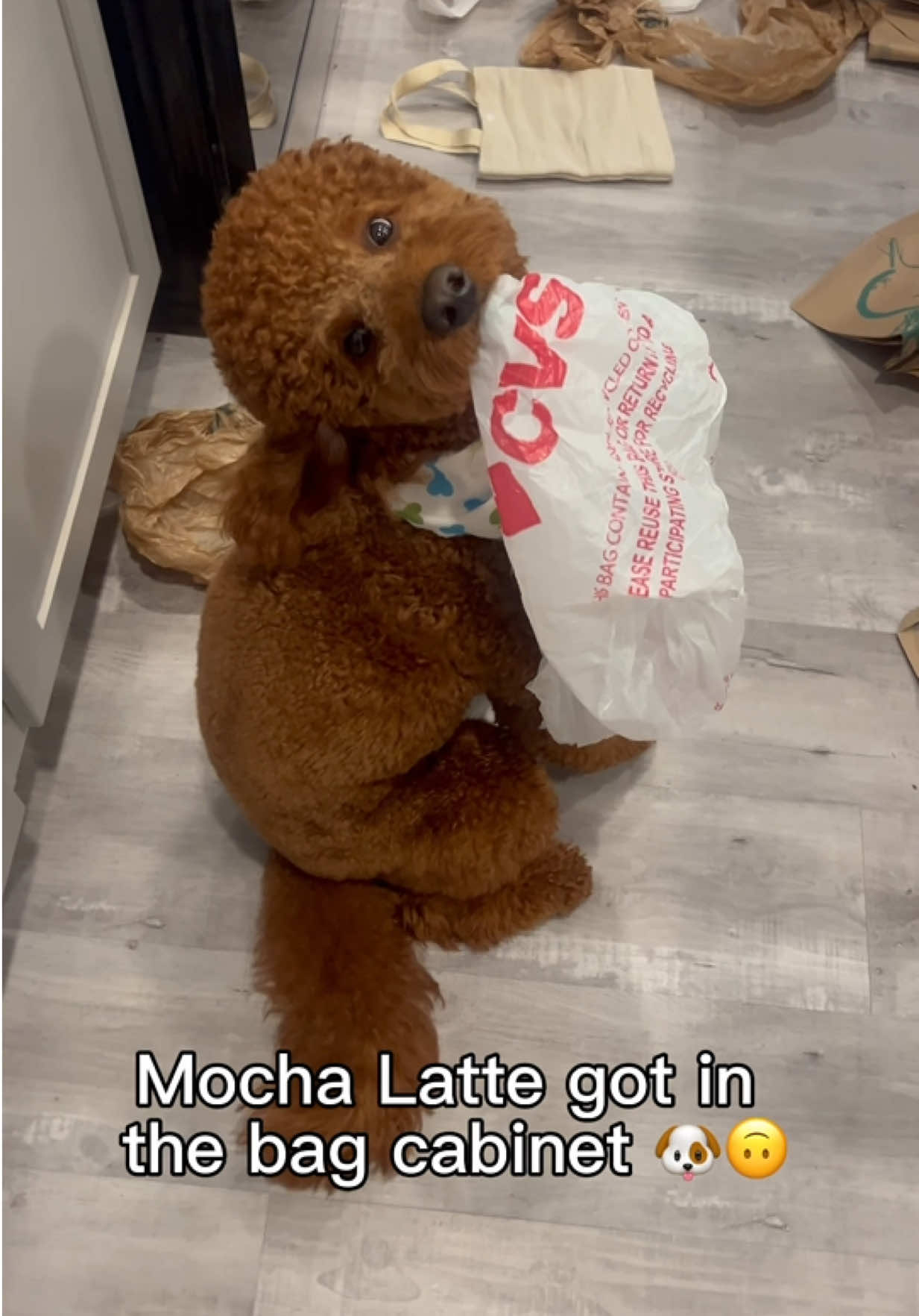 @LA Shay & Mocha Latte ๐ค๐พ
