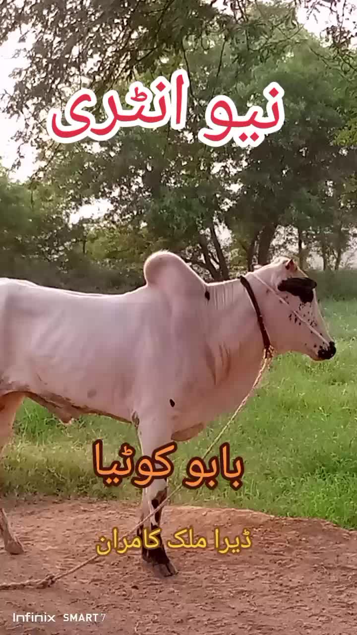 @Malik kamran