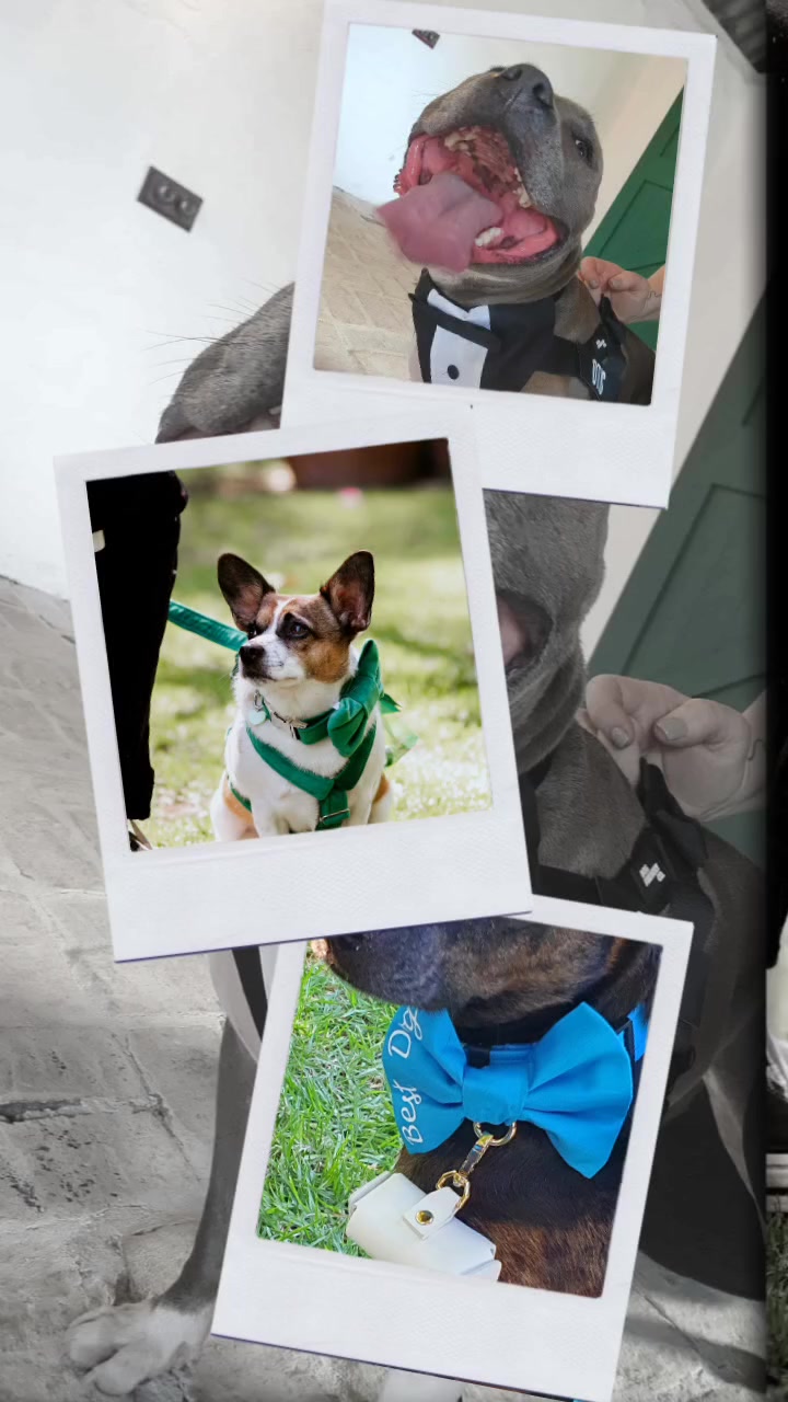 @Maddie Holmes Styled Up Pup