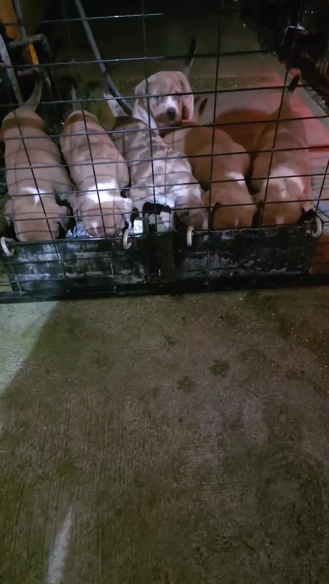 @hwy4bullyz