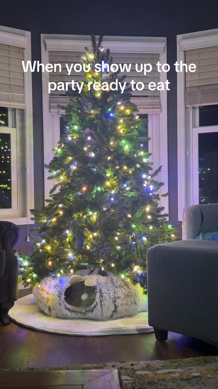@three_meows_and_a_lady