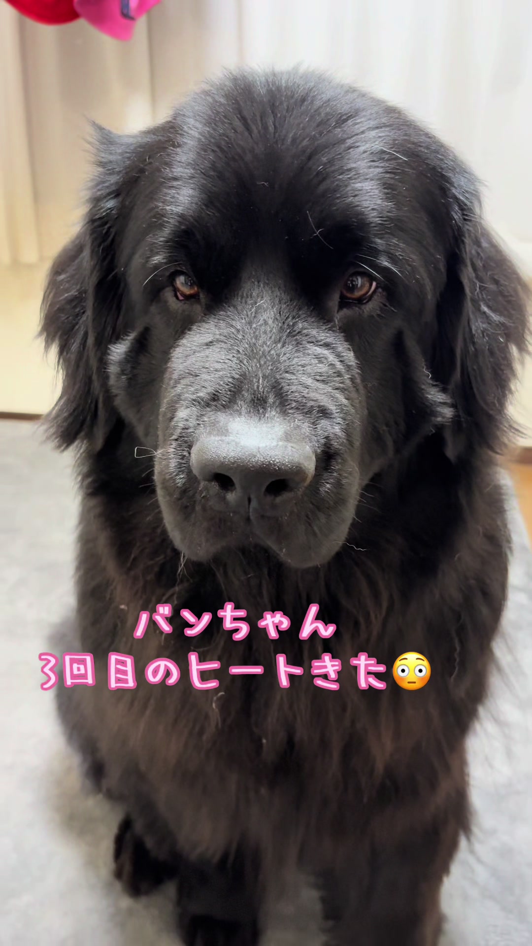 @ムックパパ🔶🐾