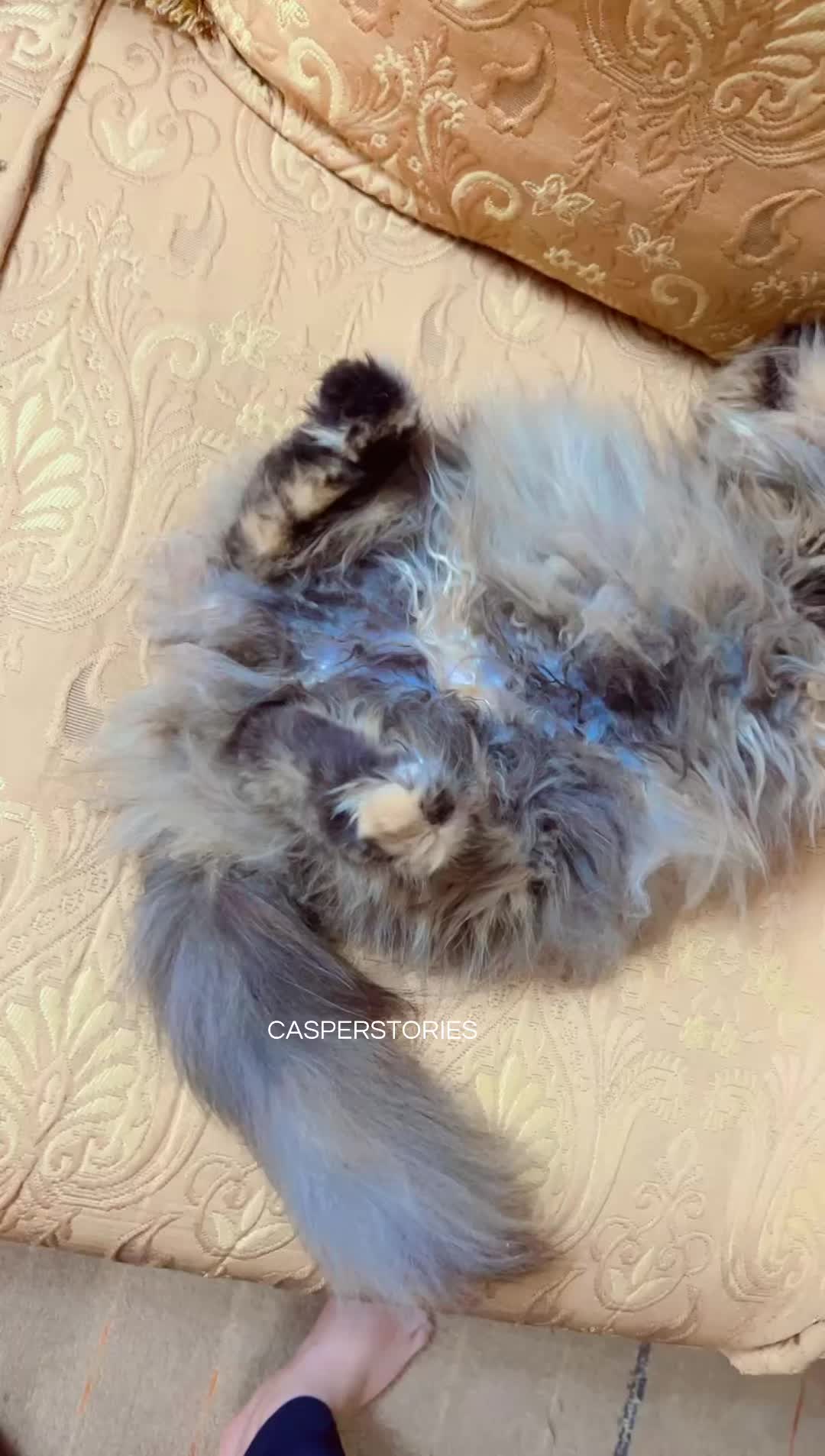 @𝑪𝒂𝒔𝒑𝒆𝒓 & 𝑴𝒊𝒏𝒏𝒊𝒆 🐾
