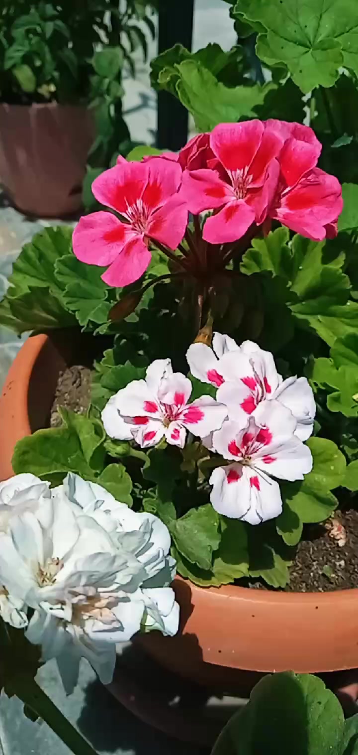 @hükümzüzz🕊
