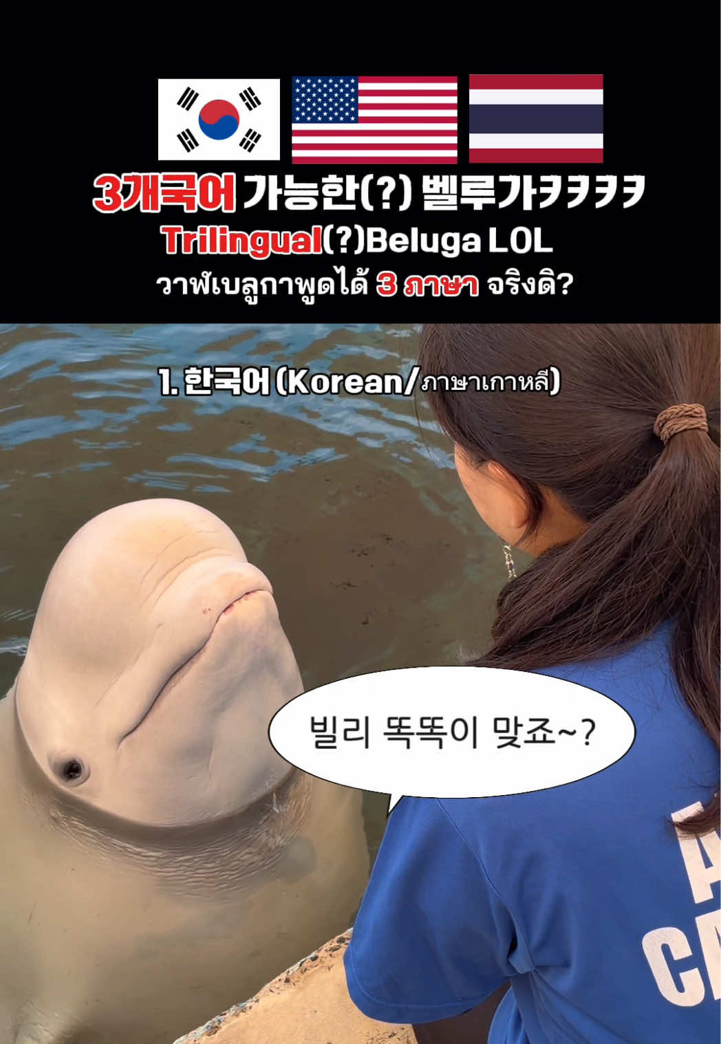 @DolphinTok