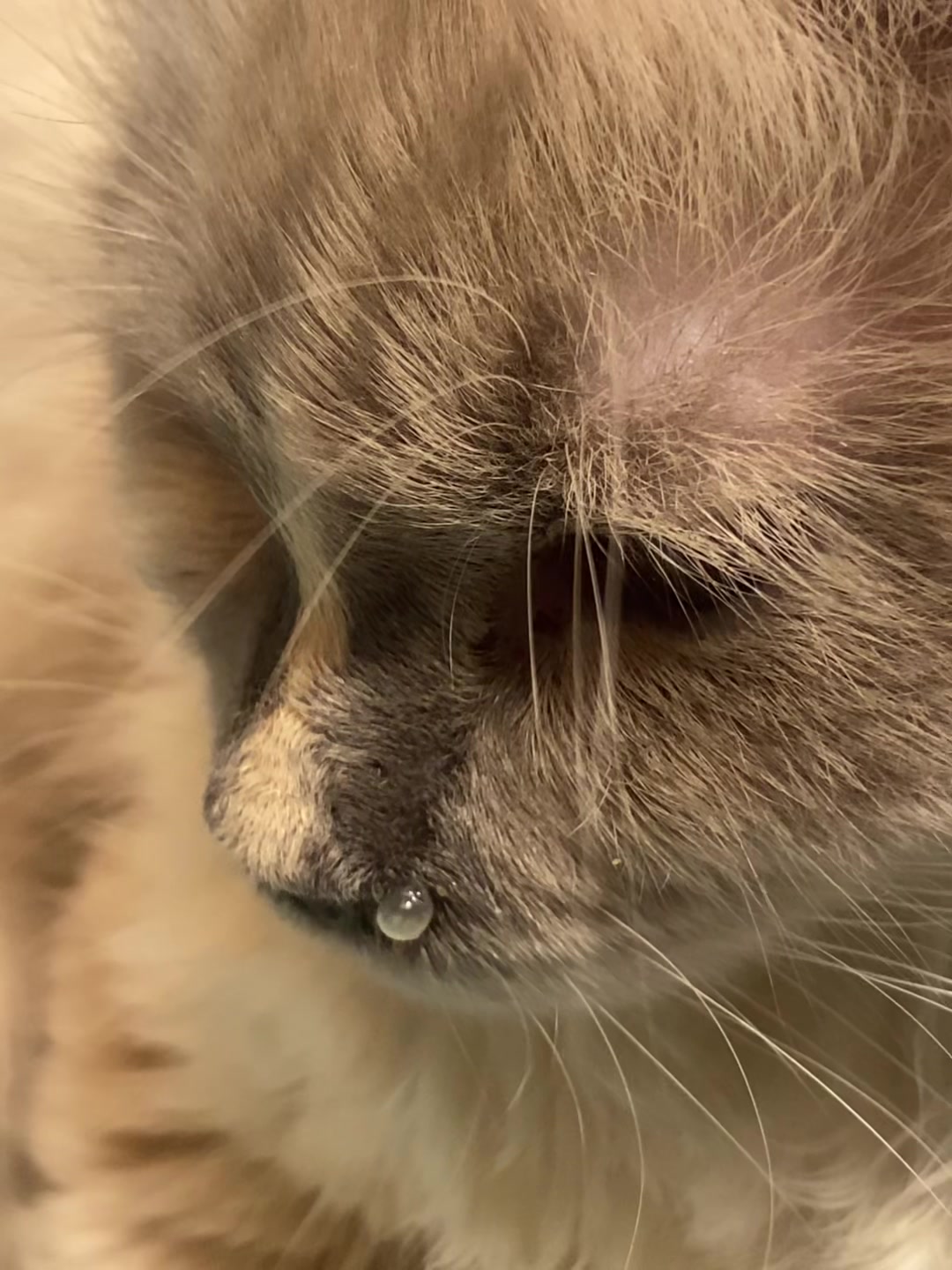 @kia