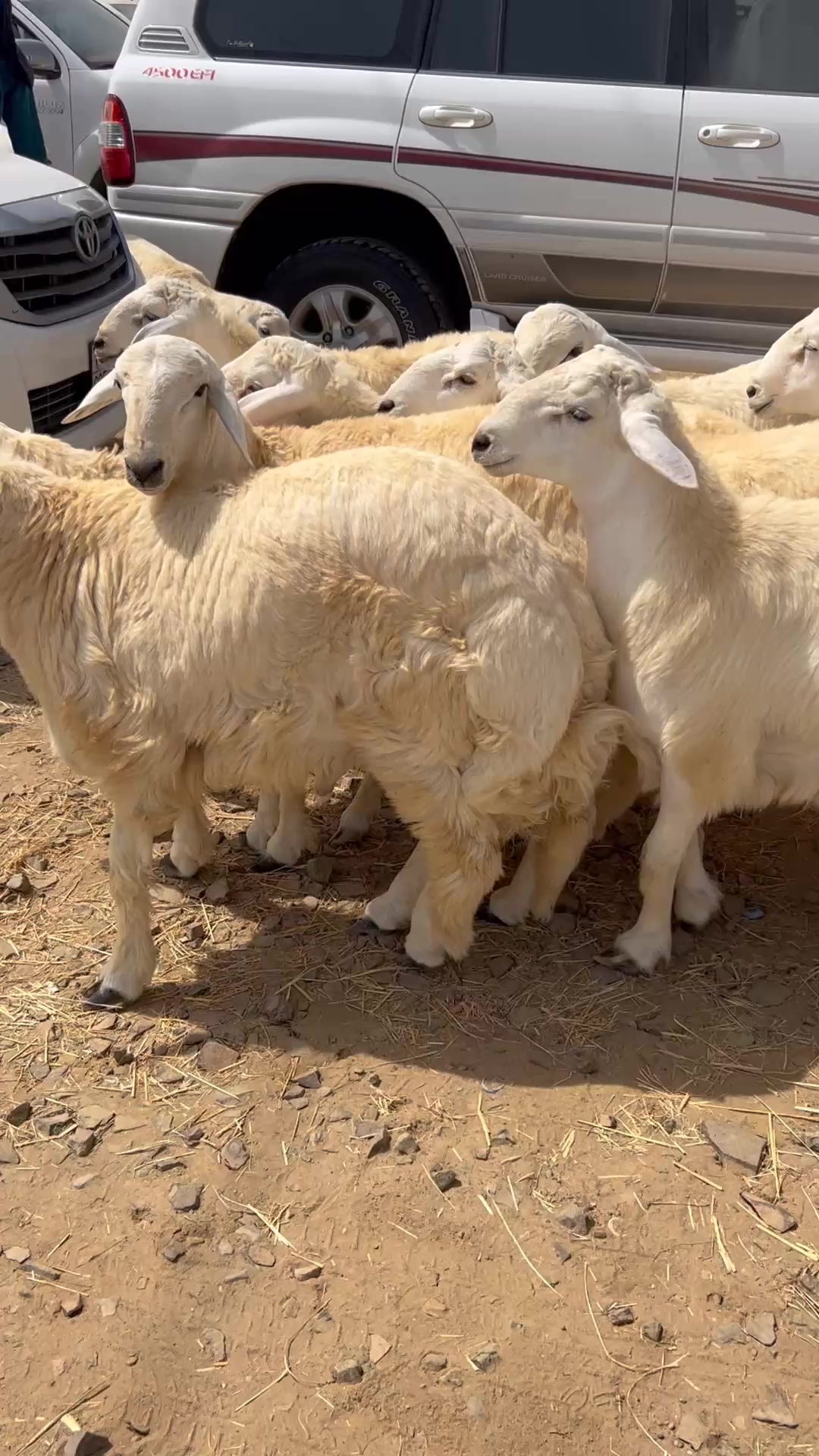 @محمد