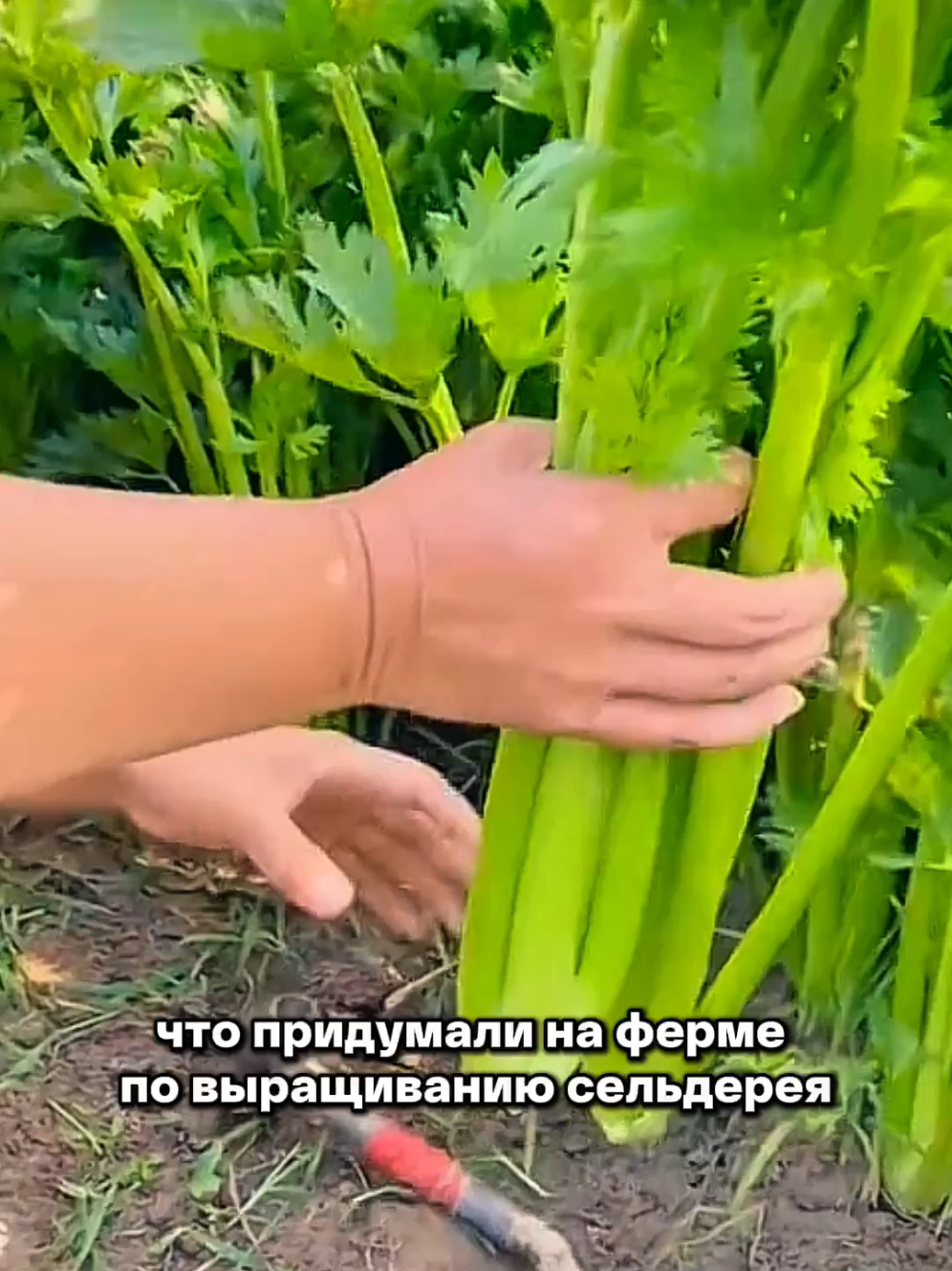 @Igor Ganea