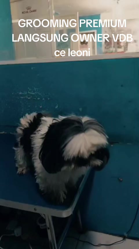 @Vdb petshop