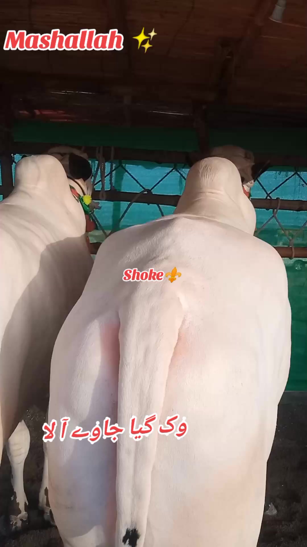 @چوہدری حماد