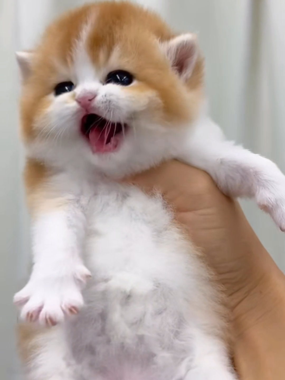 @Chonky World Of Cats