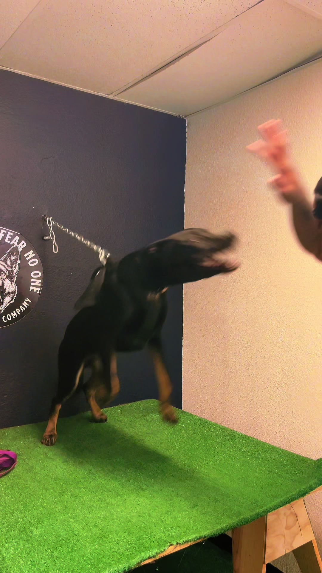 @Tactical K9s Dog Training
