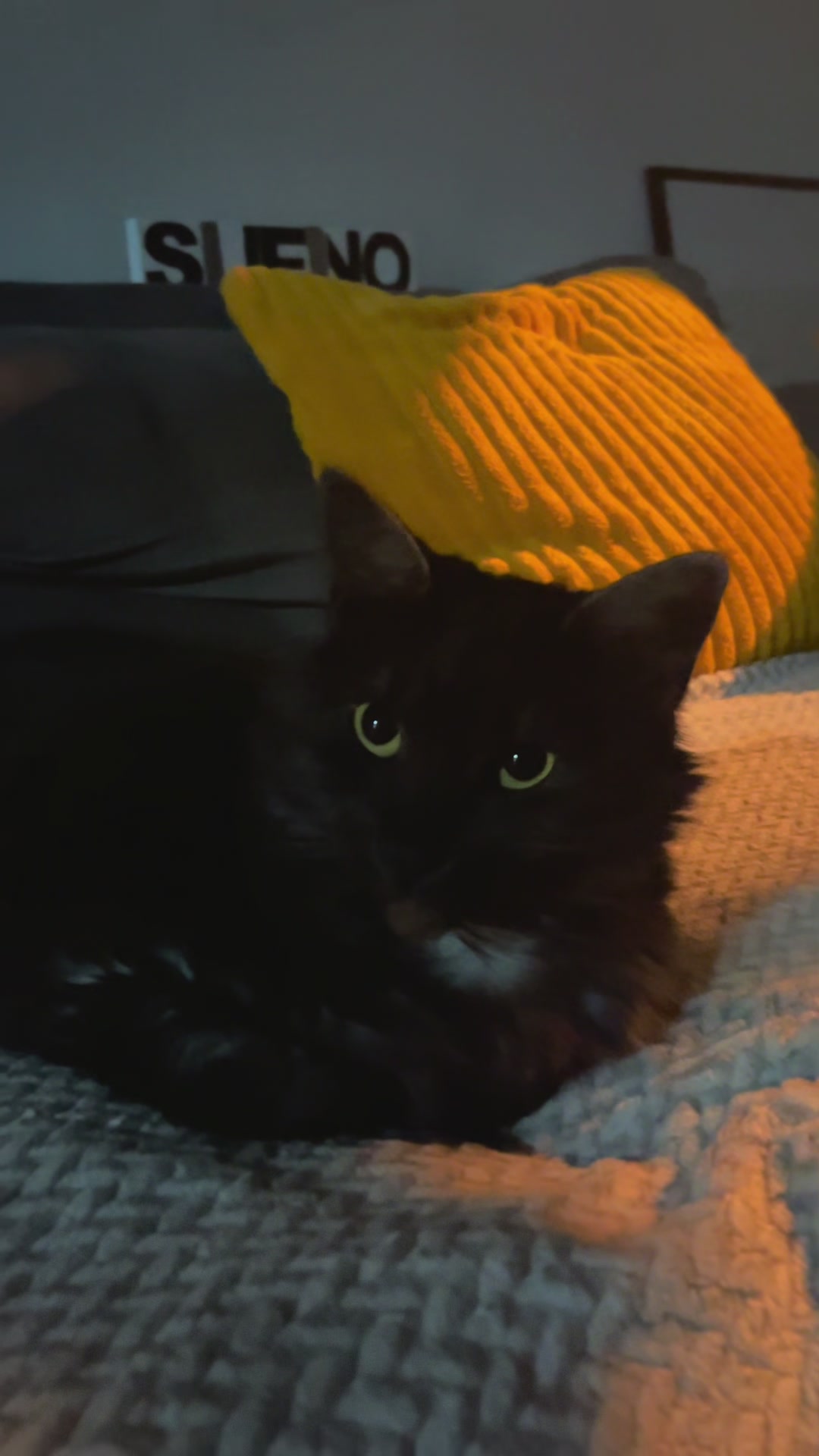 @KIRACAT
