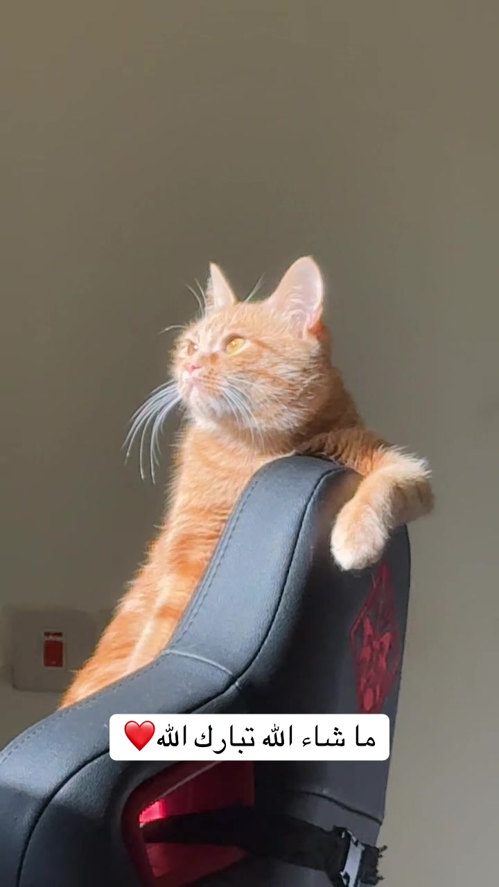 @3aslTheCat