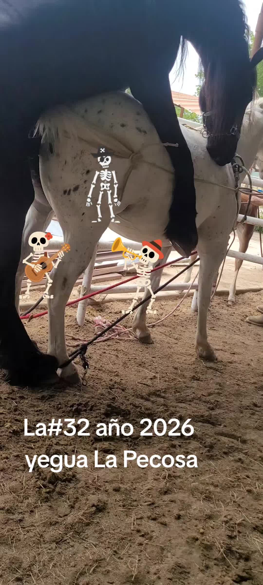 @RANCHOROSAS