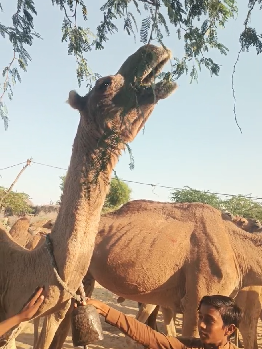 @Animals of desert