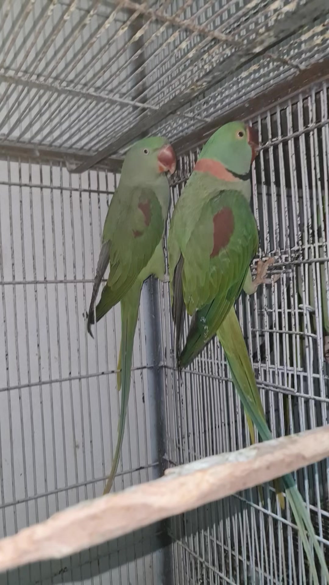 @ROYAL BIRD US