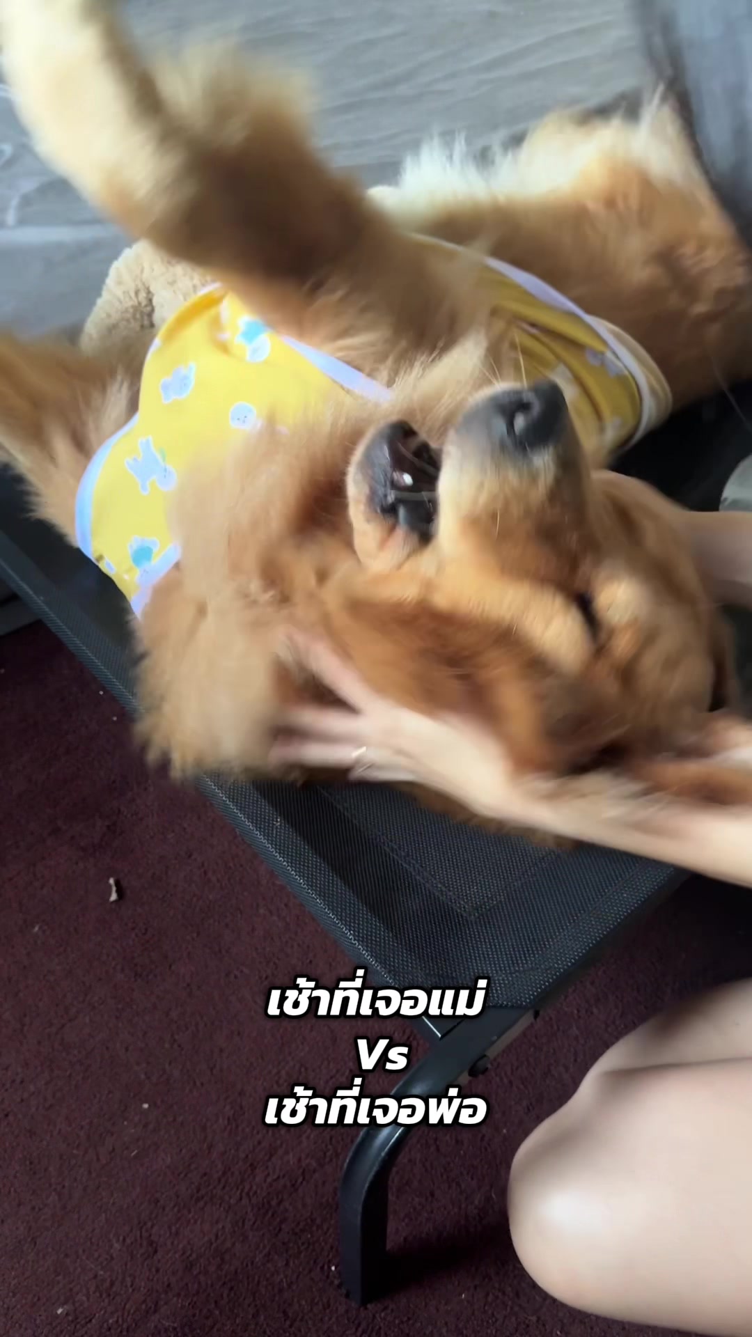 @ป๊อบคอร์นหมามึน