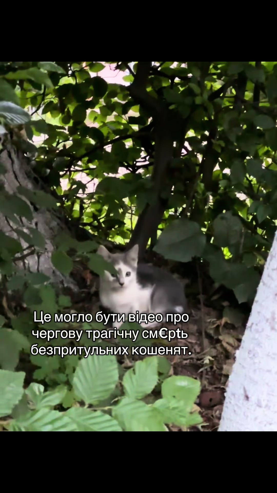 @Корнелія Удовенко
