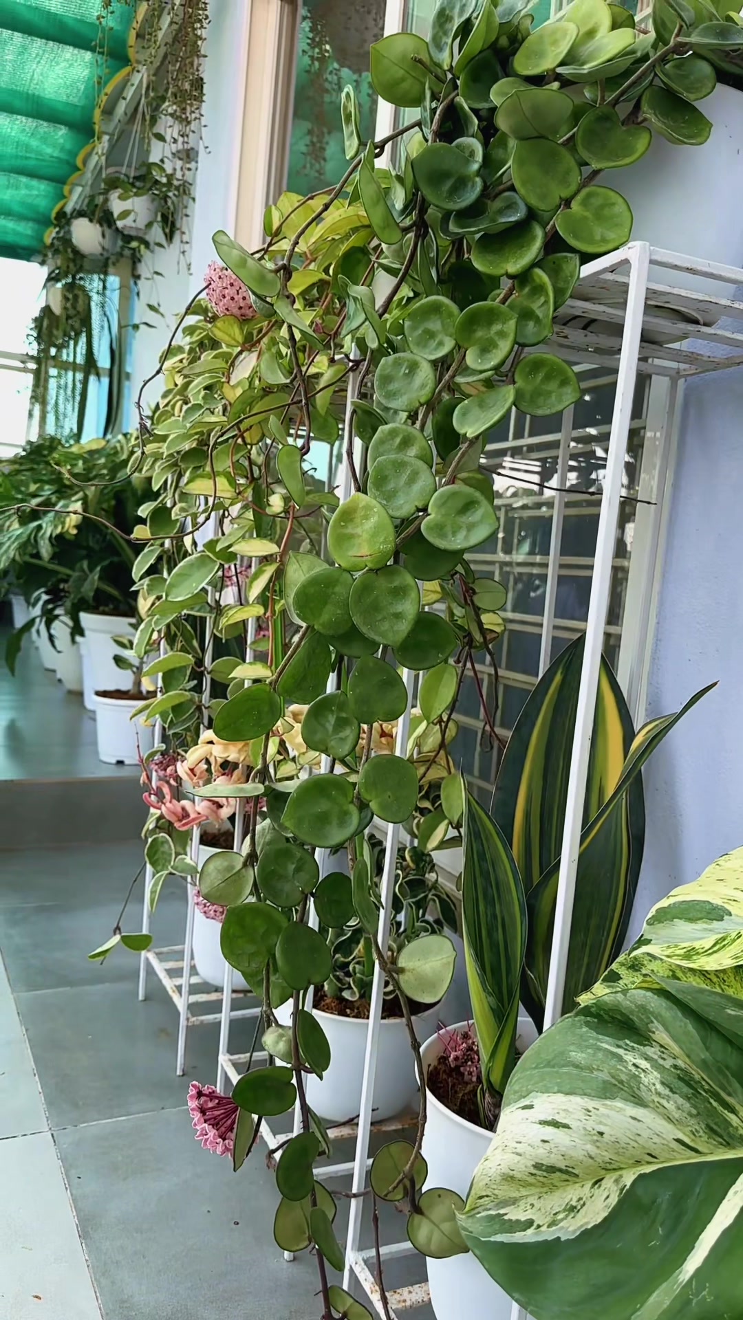 @Plantlife50