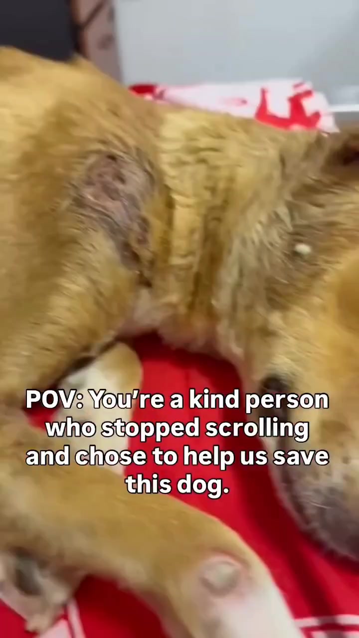 @NewLeashOnLifeRescue