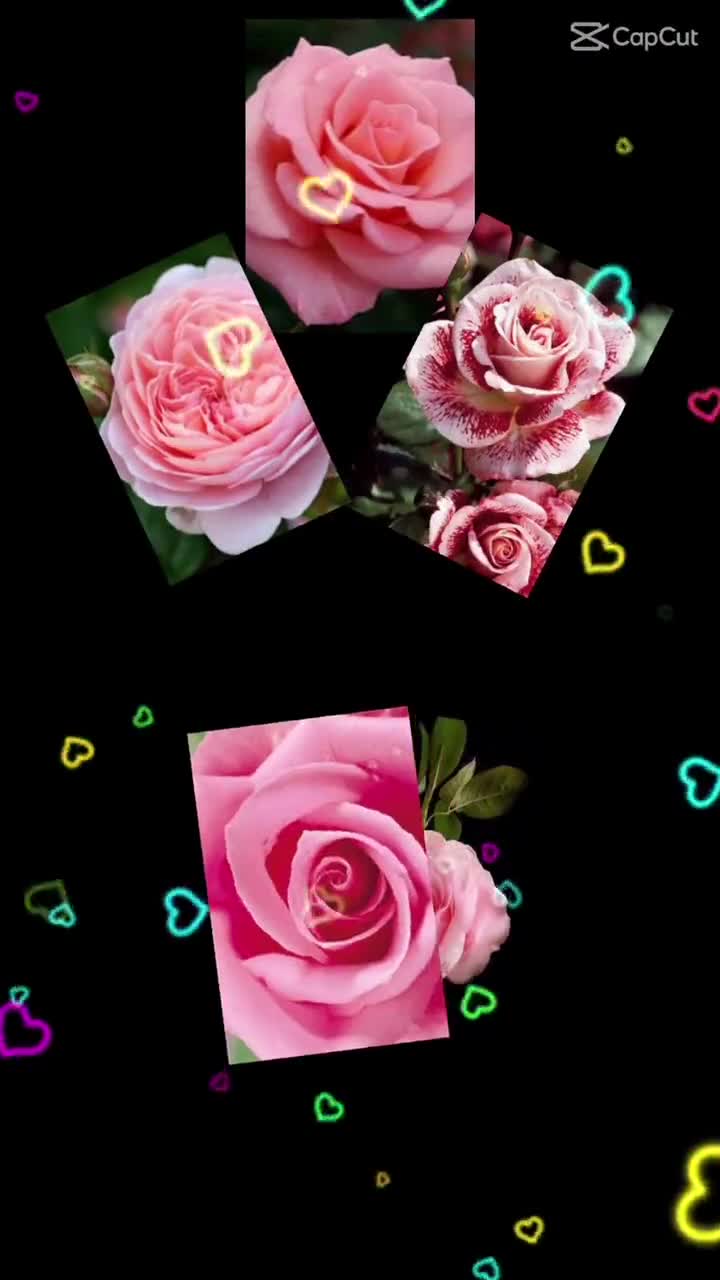 @🥀월77, 🥀🐈