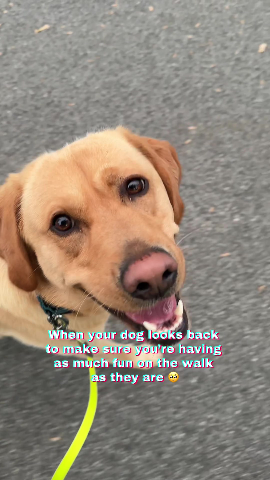 @Lord Jack The Yellow Lab