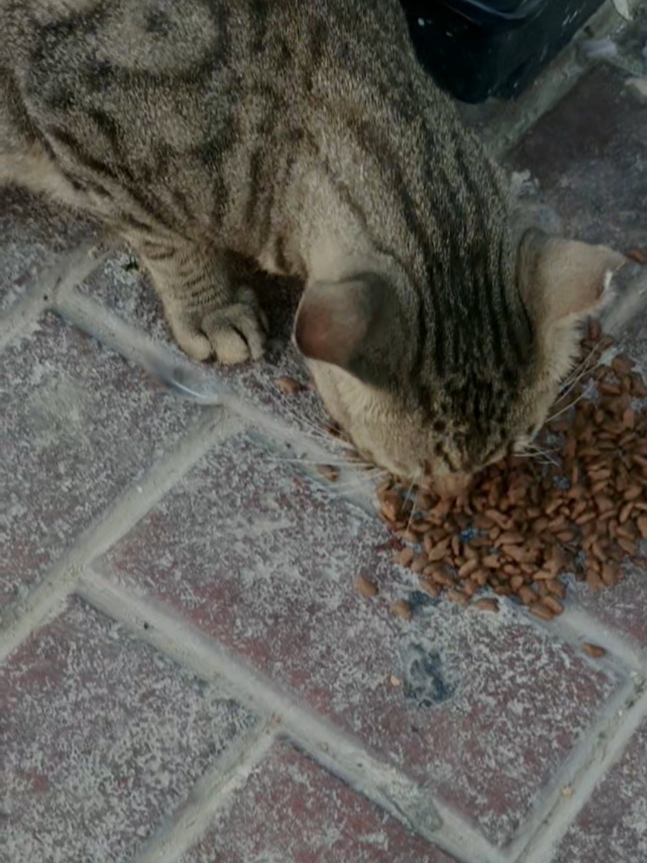 @🐾Feeding Stray Cats Daily🐈⬛