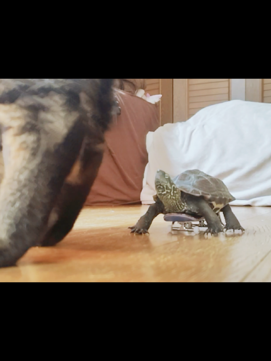 @クサガメ軍曹🐢