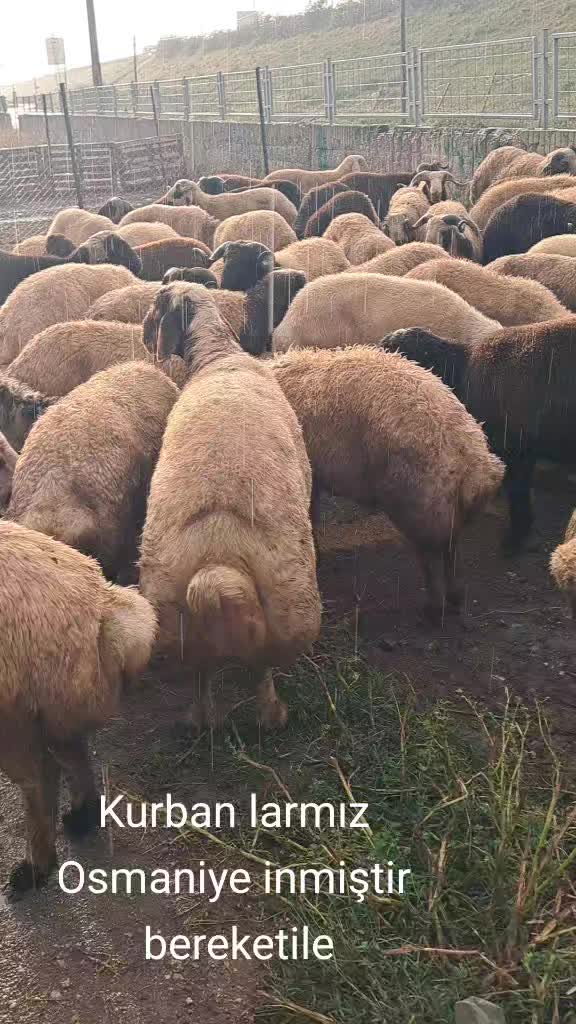 @mıhan oğlu beslicilik