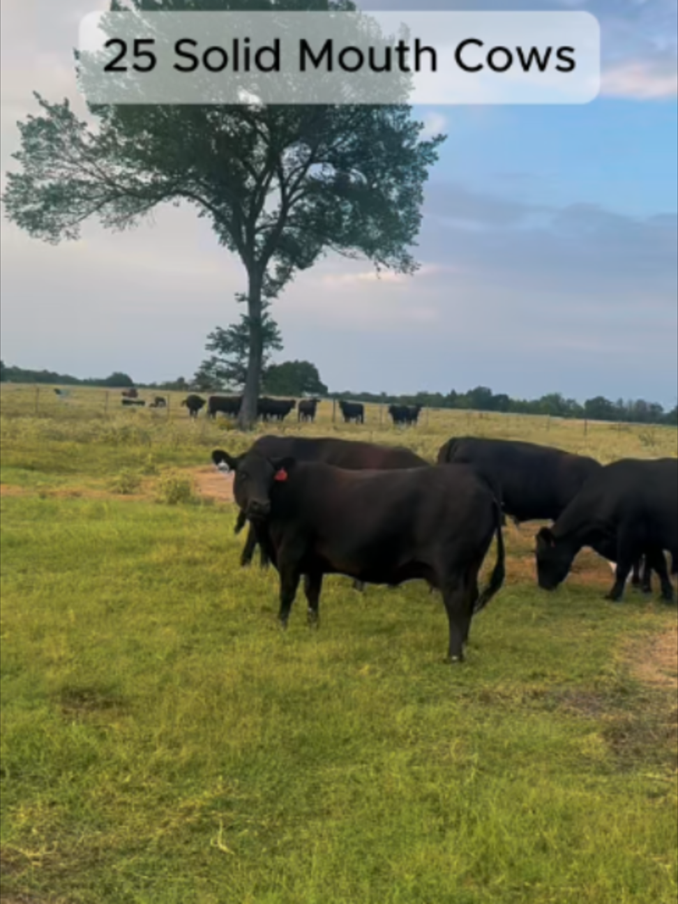 @Rutherford Land and Cattle