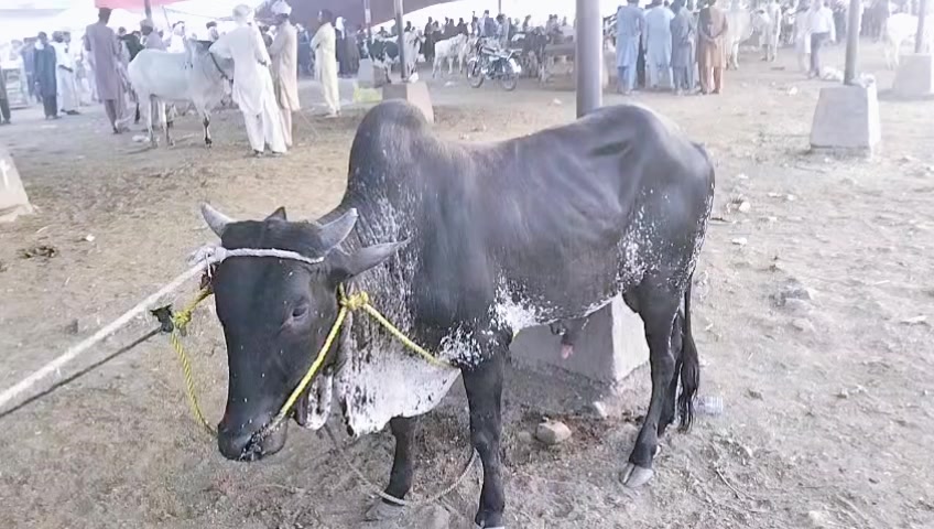 @R.K Moter
