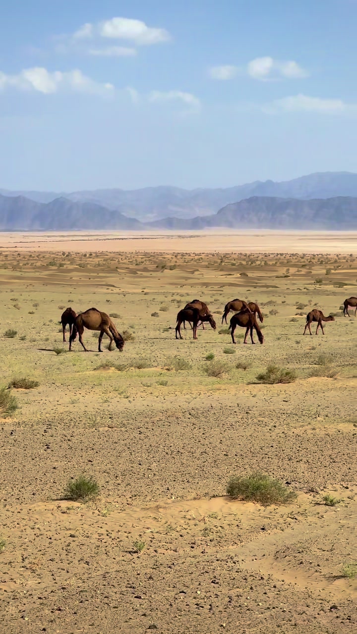 @بلوچستان عشق است 🐪🏜️🪶