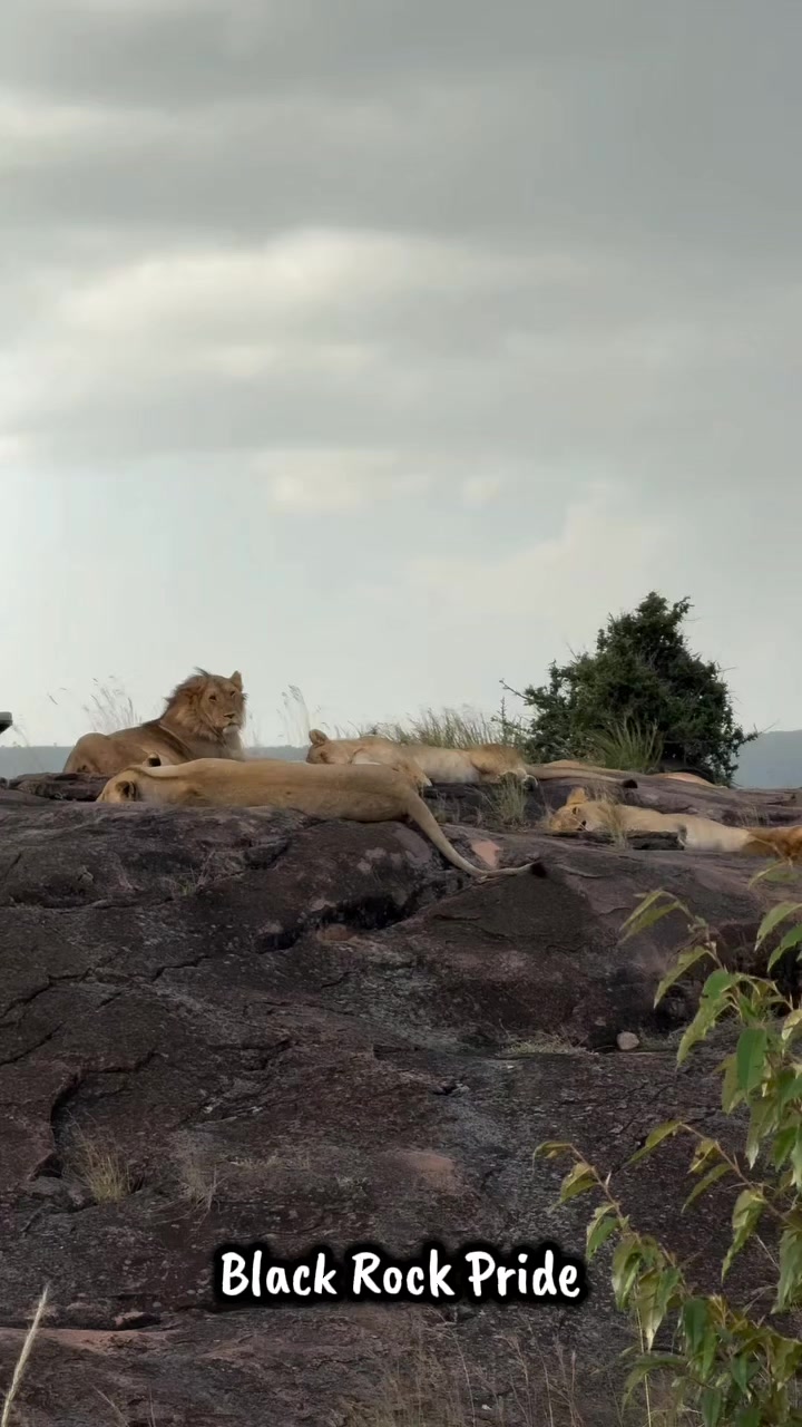 @Leonie 🦁 (Orpadan's version)