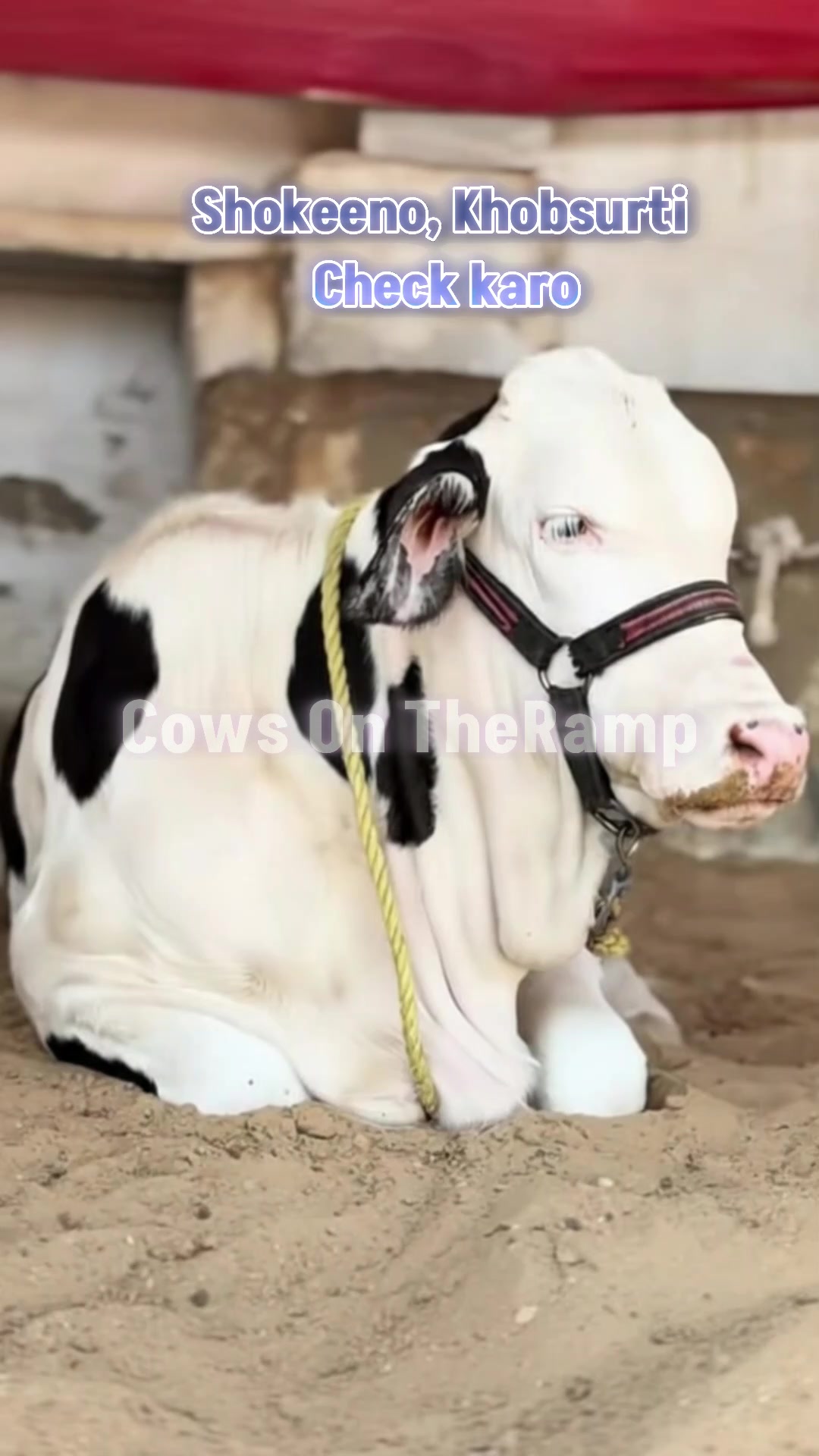 @Cow On The Ramp