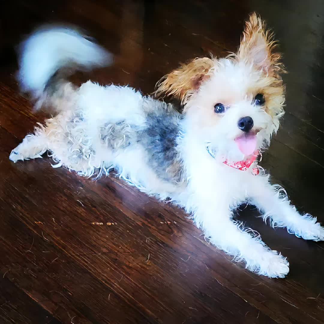 @💜Puchis 🐶🫰