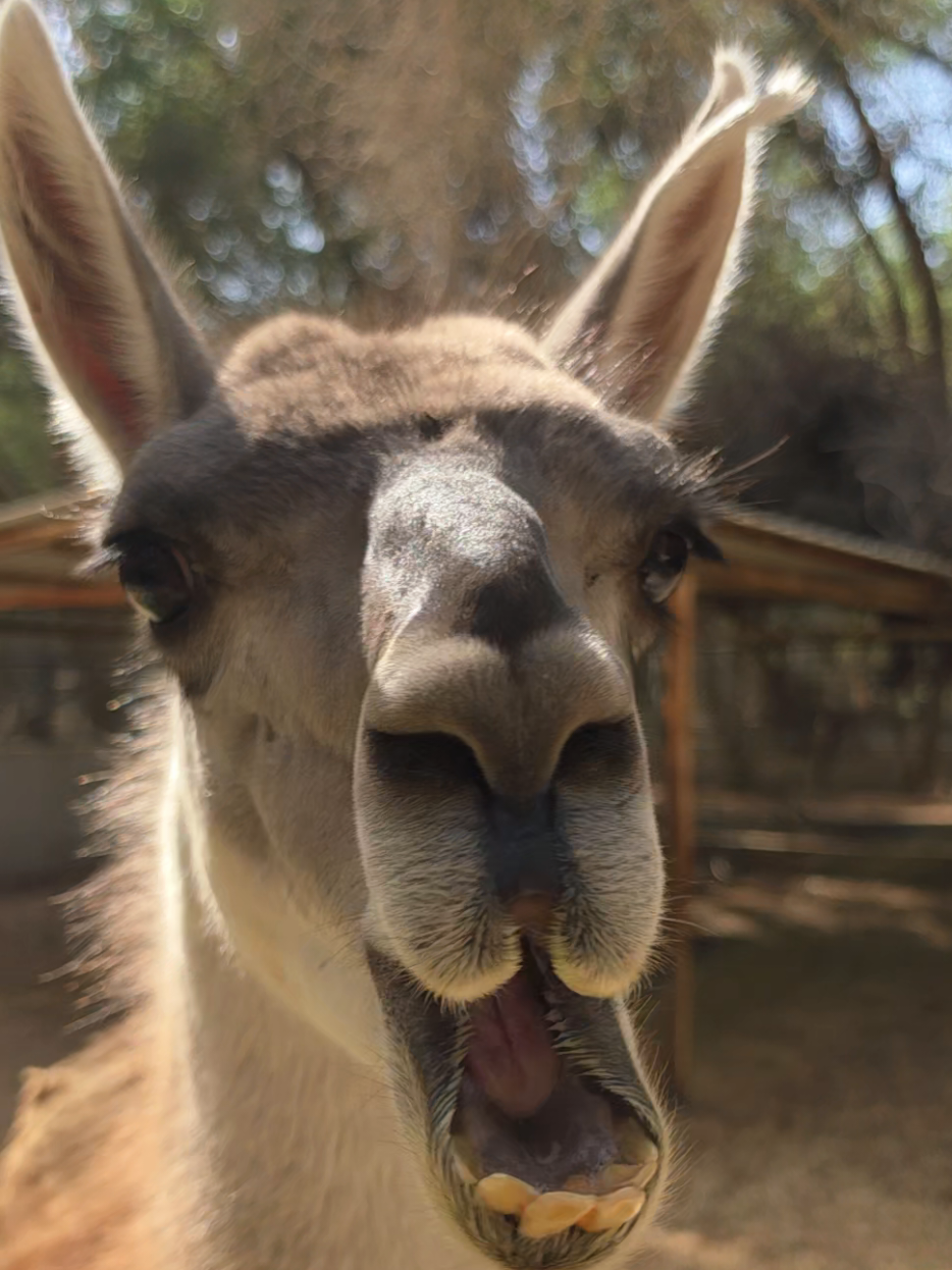 @funny:)animalsbytwins